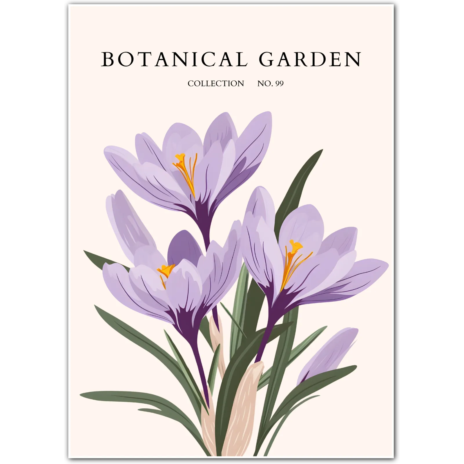 Saffron Crocus Botanical Illustration Art Print