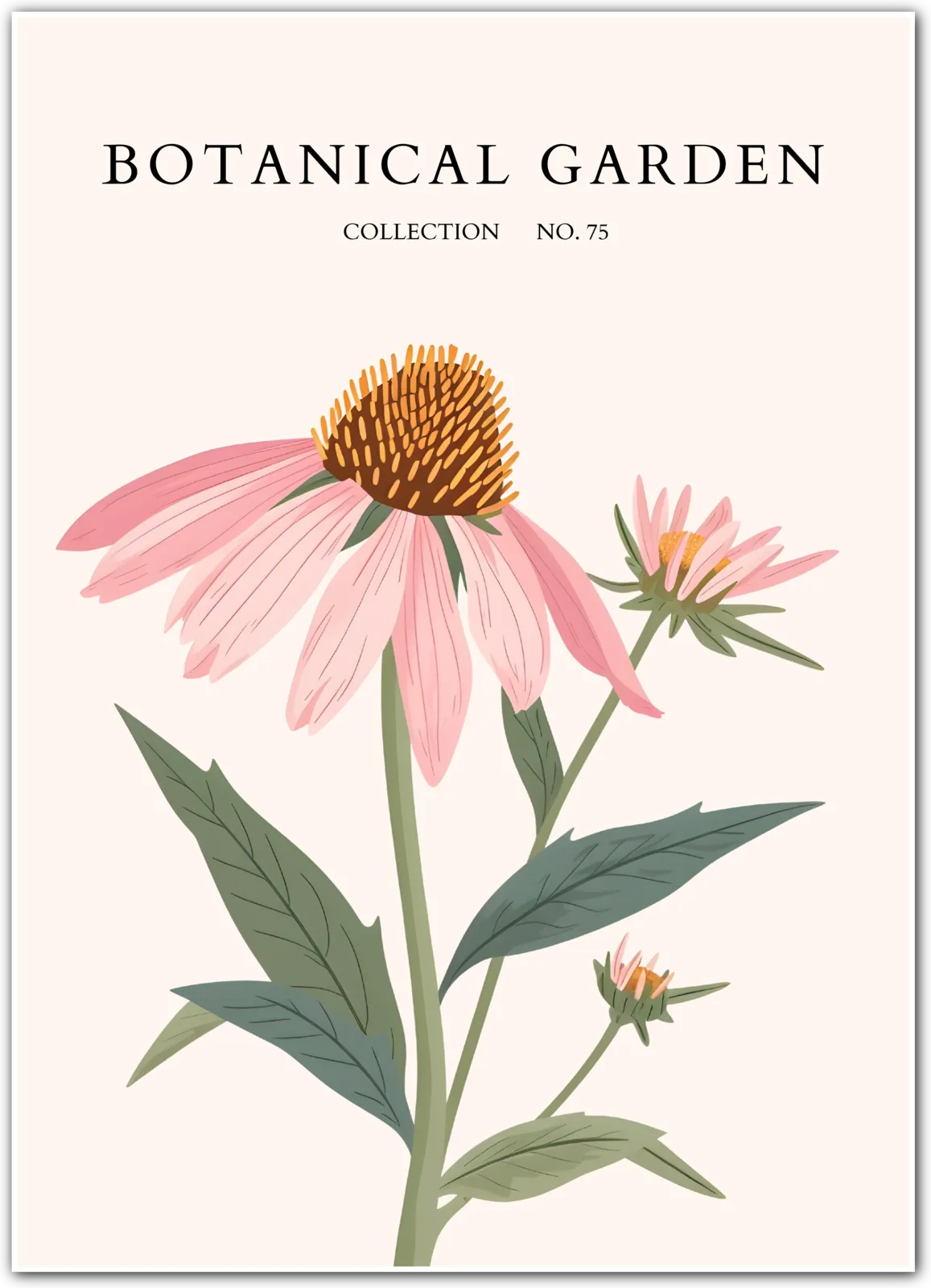 Pink Coneflower Botanical Art Print – Echinacea Elegance with Vintage Flair